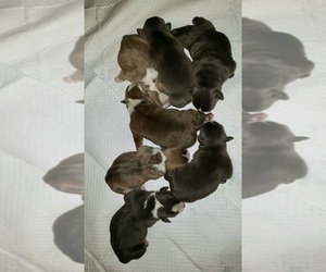 American Bully Puppy for sale in N WILKESBORO, NC, USA