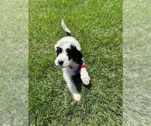 Poodle (Standard) Puppy for sale in AUBURN, AL, USA