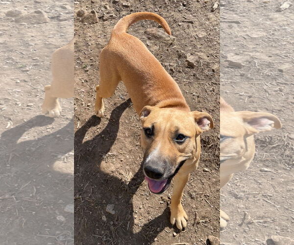 Medium Photo #6 American Staffordshire Terrier-Unknown Mix Puppy For Sale in Tracy City, TN, USA