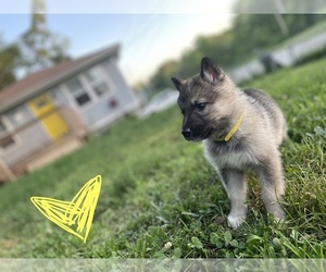 Alaskan Malamute-Belgian Malinois Mix Puppy for sale in KANSAS CITY, MO, USA