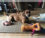 Small Photo #1  Puppy For Sale in , 