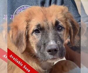 Boxer-German Shepherd Dog Mix Dogs for adoption in Huntley, IL, USA