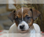 Puppy 6 Jack Russell Terrier