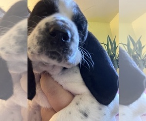 Basset Hound Puppy for sale in FRESNO, CA, USA
