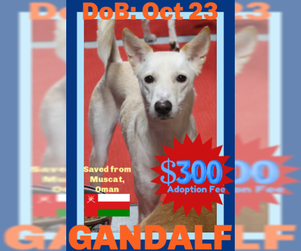 Medium Photo #34 Saluki-Whippet Mix Puppy For Sale in Sebec, ME, USA