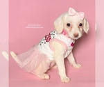 Small Photo #3 Chihuahua-Poodle (Toy) Mix Puppy For Sale in BREA, CA, USA