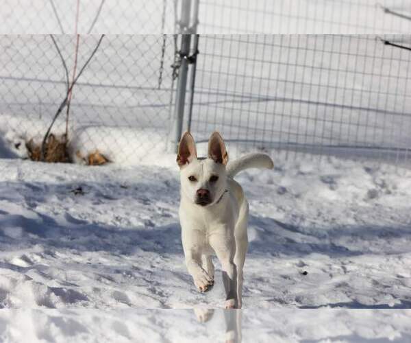 Medium Photo #6 Labrador Retriever-Unknown Mix Puppy For Sale in Farmington, MN, USA