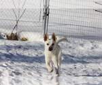 Small #5 Labrador Retriever Mix