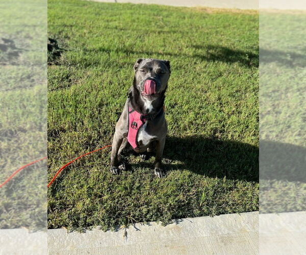Medium Photo #33 Blue Lacy-Unknown Mix Puppy For Sale in Rosenberg, TX, USA