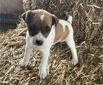 Puppy Max Jack Russell Terrier