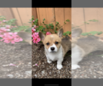 Small Photo #11 Pembroke Welsh Corgi Puppy For Sale in OCEANSIDE, CA, USA