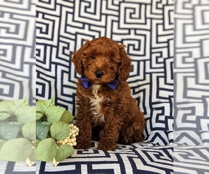 Cock-A-Poo Puppy for sale in KIRKWOOD, PA, USA
