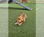 Small #2 Chihuahua Mix