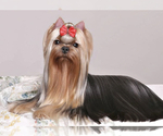 Small Photo #1 Yorkshire Terrier Puppy For Sale in ROANOKE, VA, USA
