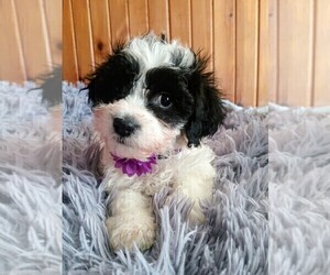 Mal-Shi-Poodle (Miniature) Mix Puppy for sale in WOBURN, MA, USA
