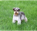 Small Photo #1 Schnauzer (Miniature) Puppy For Sale in SYRACUSE, IN, USA