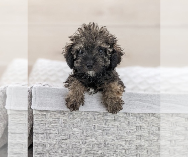Medium Photo #5 Poodle (Miniature) Puppy For Sale in NORTH LAWRENCE, OH, USA