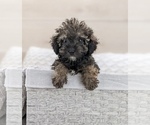 Small Photo #5 Poodle (Miniature) Puppy For Sale in NORTH LAWRENCE, OH, USA