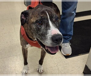 Boxer-Unknown Mix Dogs for adoption in Olathe, KS, USA