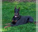 Small Photo #1 Doberman Pinscher Puppy For Sale in NEWMANSTOWN, PA, USA