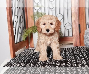 Cavapoo Puppy for sale in NAPLES, FL, USA