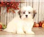 Small Photo #2 Mal-Shi Puppy For Sale in MOUNT VERNON, OH, USA