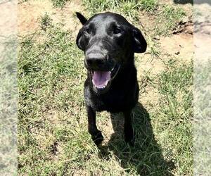 Labrador Retriever-Unknown Mix Dogs for adoption in Shreveport, LA, USA