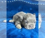 Small Photo #14 French Bulldog Puppy For Sale in CORPUS CHRISTI, TX, USA