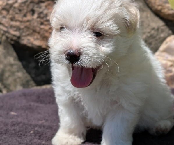 Medium Photo #5 Havanese Puppy For Sale in GOSHEN, IN, USA