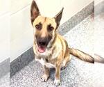 Small #1 German Shepherd Dog