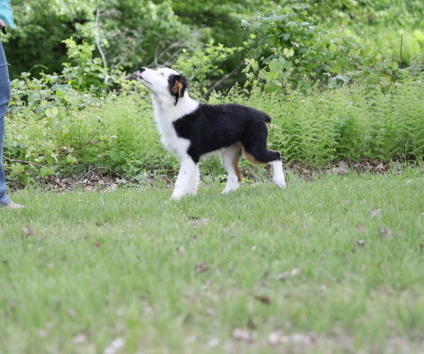 Medium Photo #7 Australian Shepherd Puppy For Sale in WESTFIELD, MA, USA