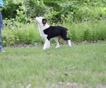 Small #6 Australian Shepherd