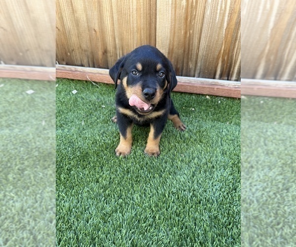 Medium Photo #9 Rottweiler Puppy For Sale in SAN JOSE, CA, USA