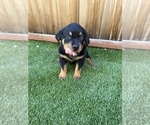 Small #3 Rottweiler