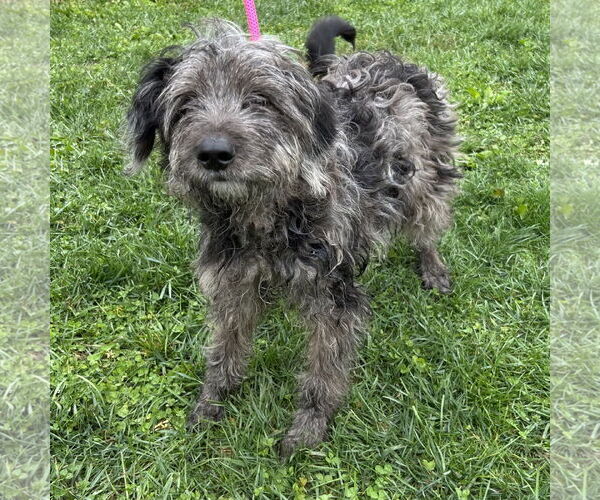 Medium Photo #3 Labrador Retriever-Unknown Mix Puppy For Sale in Batavia, OH, USA