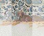 Puppy Riah Weimaraner