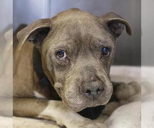 American Staffordshire Terrier-Unknown Mix Dogs for adoption in San Antonio, TX, USA
