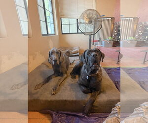 Mastiff Dogs for adoption in Goodyear, AZ, USA