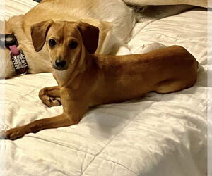 Dachshund-Unknown Mix Dogs for adoption in Euless, TX, USA