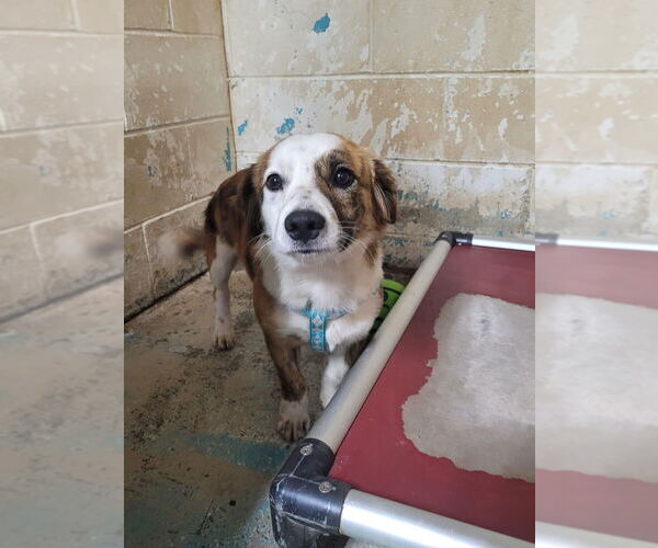 Medium Photo #1 Mutt Puppy For Sale in Linton, IN, USA