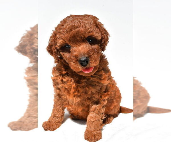 Medium Photo #33 Goldendoodle mix (+ Poodle Miniature) Puppy For Sale in DURHAM, CT, USA