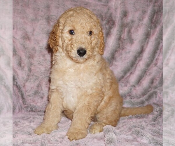 Medium Photo #6 Labradoodle mix (+ Poodle Standard) Puppy For Sale in LA HABRA, CA, USA