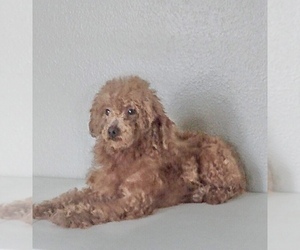 Father of the Goldendoodle (Miniature) puppies born on 09/18/2021