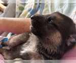 Small German Shepherd Dog