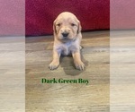 Small Photo #17 Golden Retriever Puppy For Sale in GIRARD, KS, USA