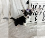 Small #1 Pembroke Welsh Corgi