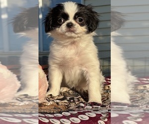 Jatzu Puppy for sale in SALEM, OR, USA