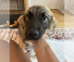 Small #3 Great Pyrenees Mix