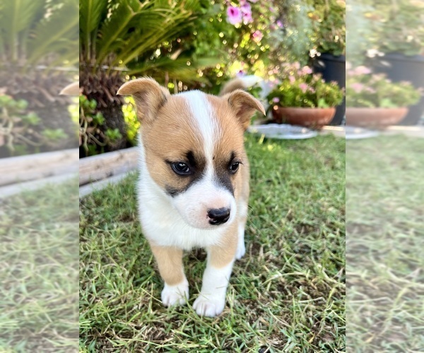 Medium Photo #4 Australian Cattle Dog Puppy For Sale in RAMONA, CA, USA