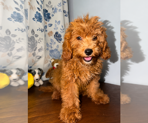 Medium Photo #46 Goldendoodle mix (+ Poodle Miniature) Puppy For Sale in DURHAM, CT, USA